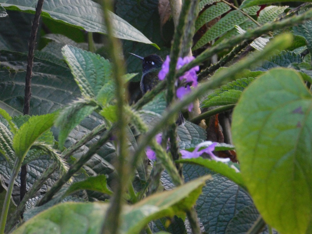 Violet-headed Hummingbird - Arrow Z L