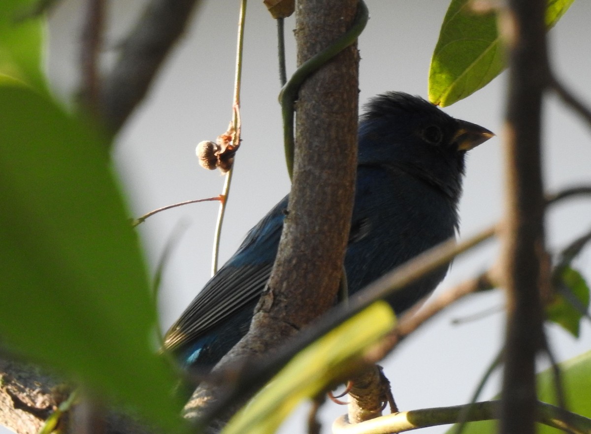 Indigo Bunting - ML615963481