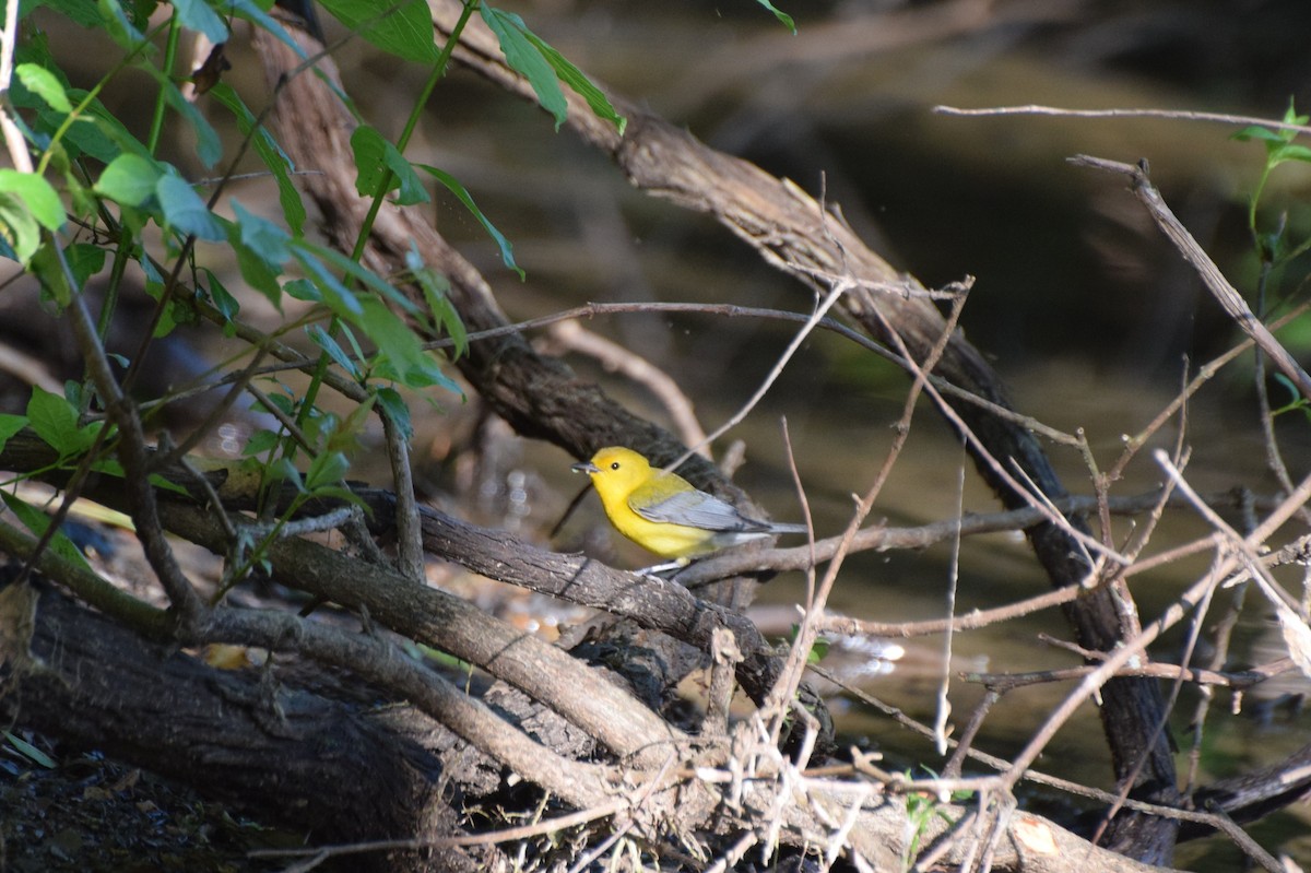 Prothonotary Warbler - ML61596351