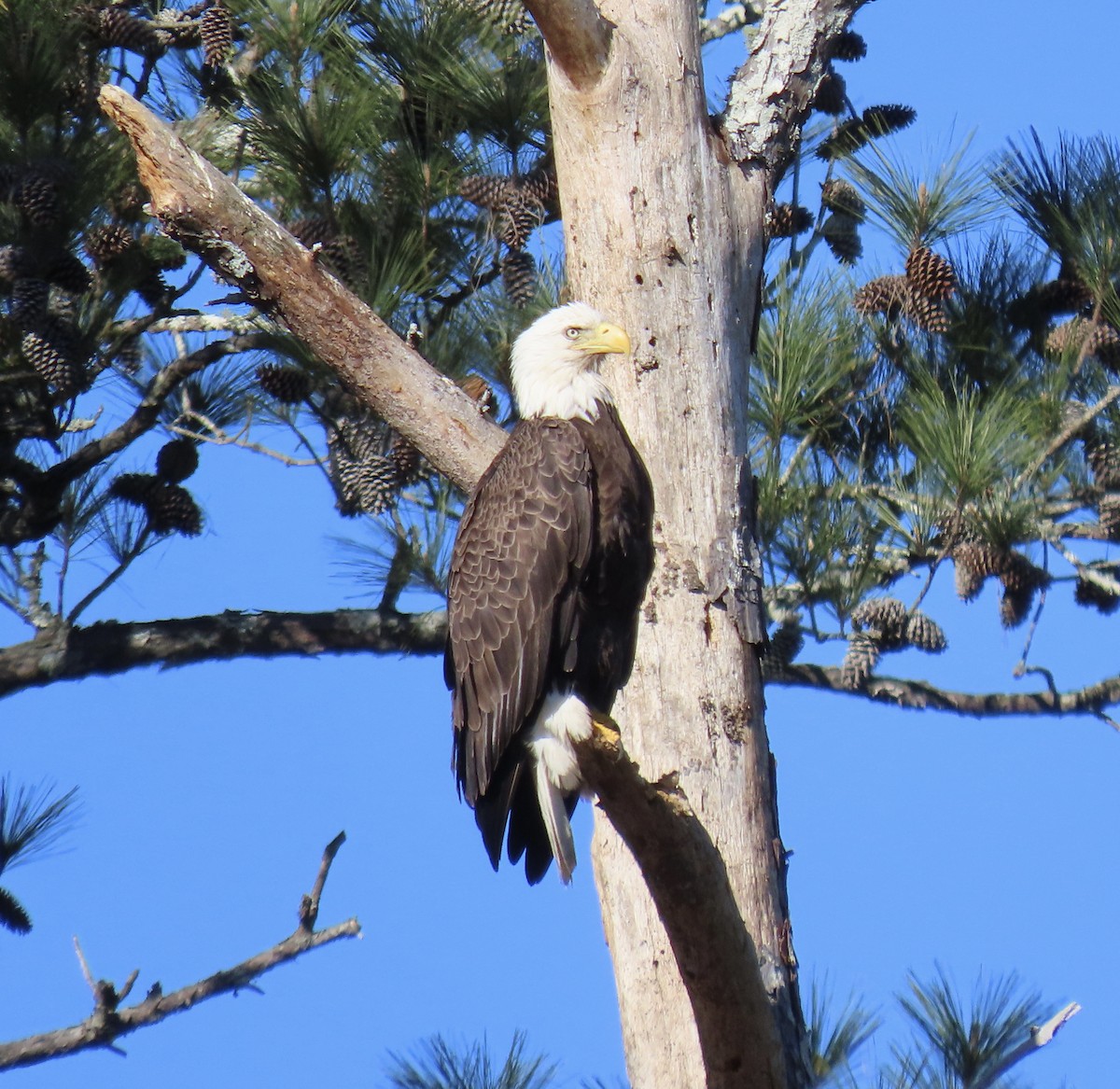 Bald Eagle - ML615963540