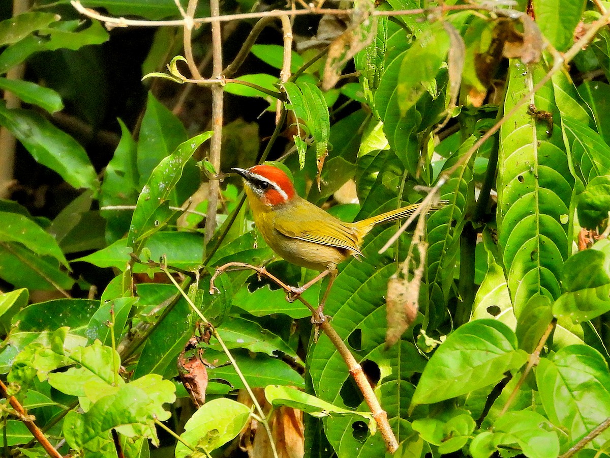 Rufous-capped Warbler - ML615963641