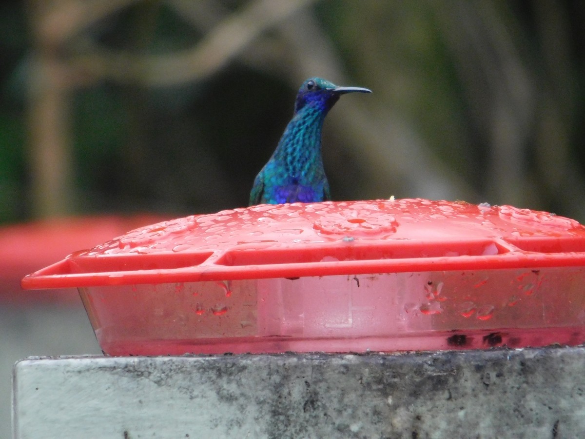 Colibrí Rutilante - ML615963675