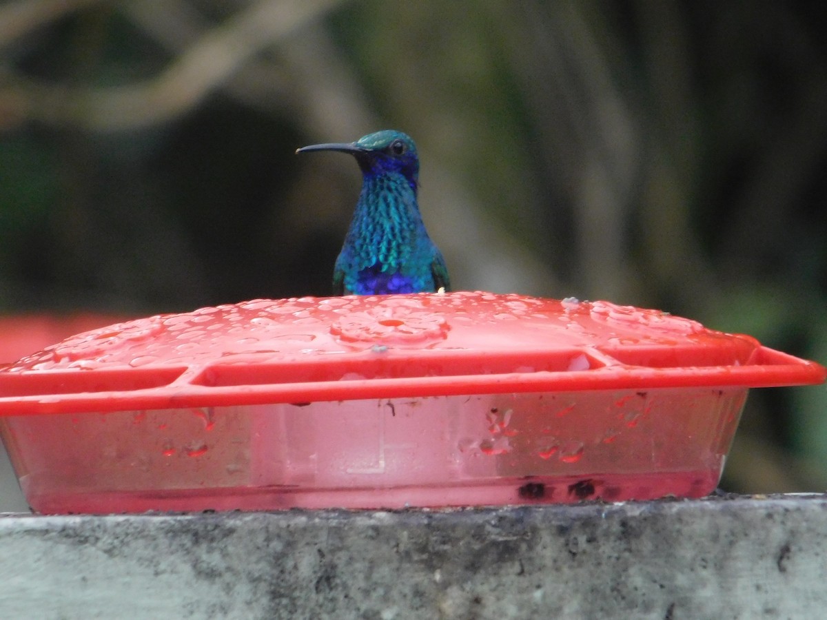 kolibřík modrolící - ML615963680