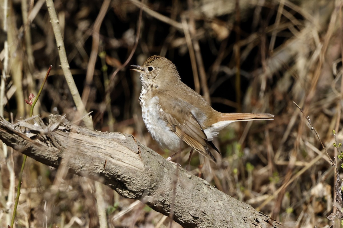 Hermit Thrush - ML615963688