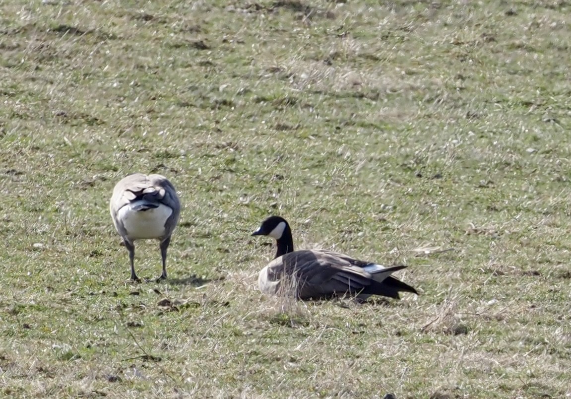 Cackling Goose - Bob & Anne-Marie Taylor