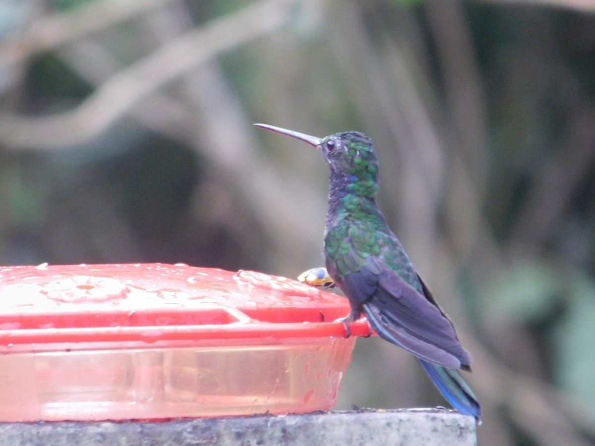 kolibřík tropický - ML615963736