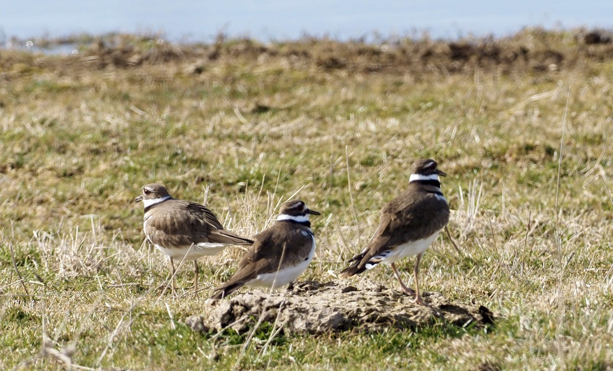 Killdeer - Bob & Anne-Marie Taylor