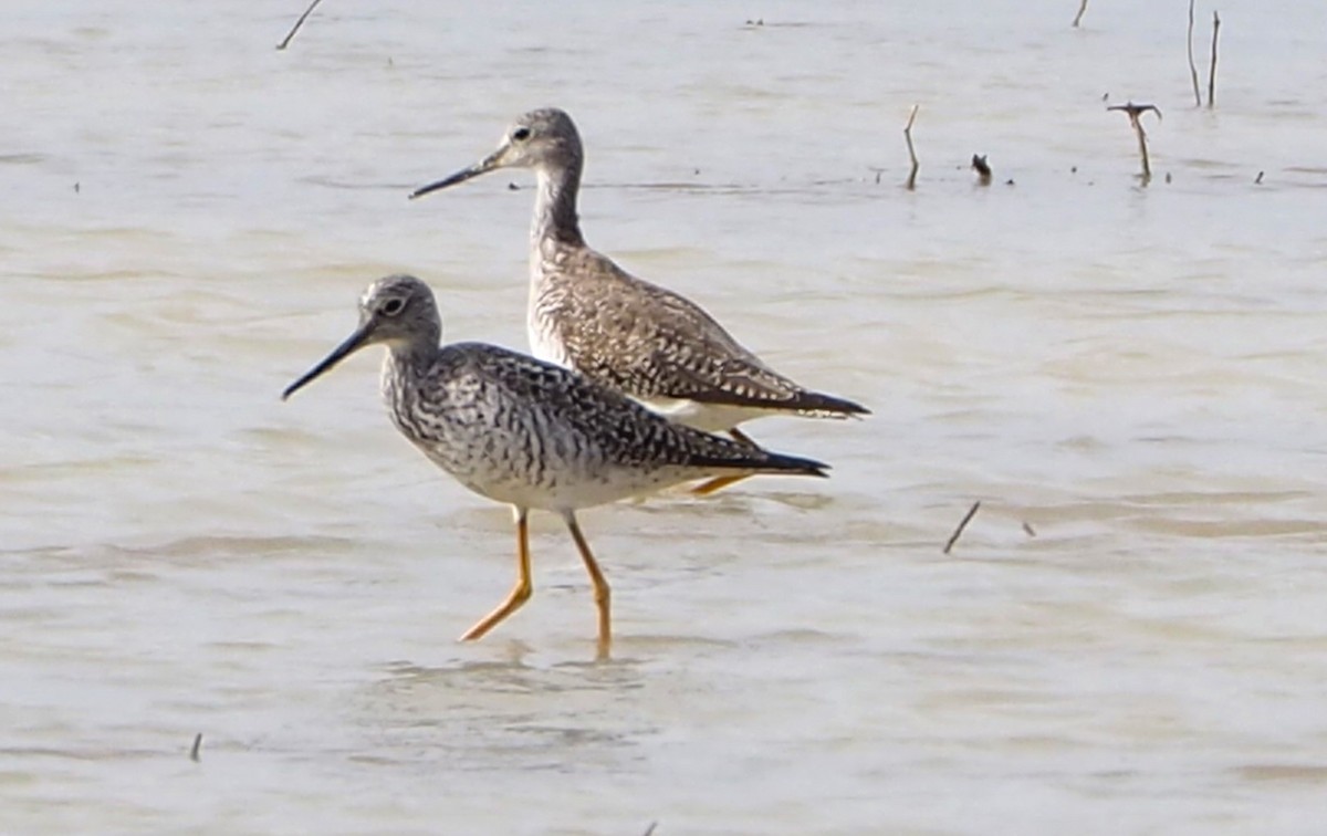 Greater Yellowlegs - ML615963747