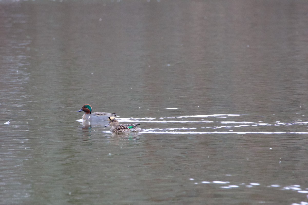 Green-winged Teal - ML615963758