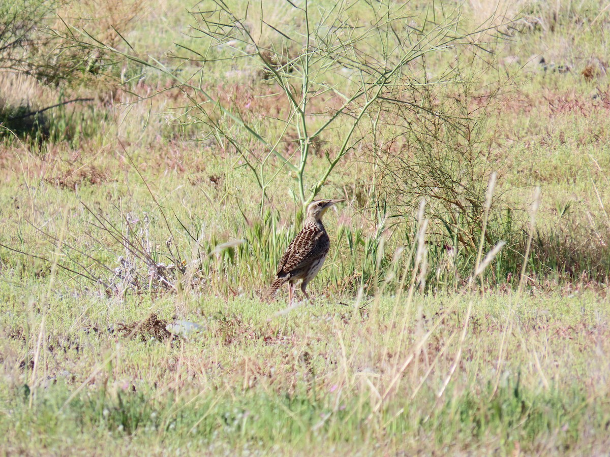 Western Meadowlark - ML615963780