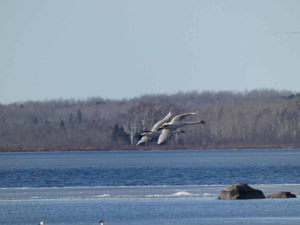 Trumpeter Swan - ML615963805