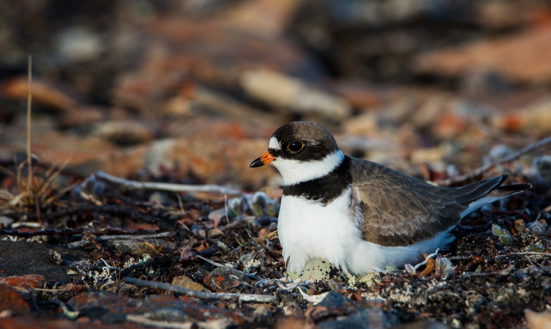 Semipalmated Plover - Clare Kines