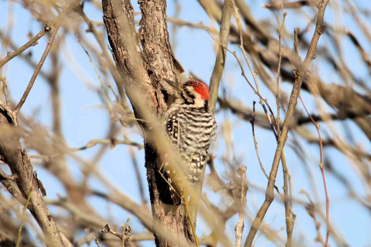 Ladder-backed Woodpecker - ML615963814