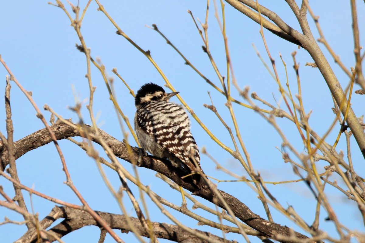 Ladder-backed Woodpecker - ML615963817