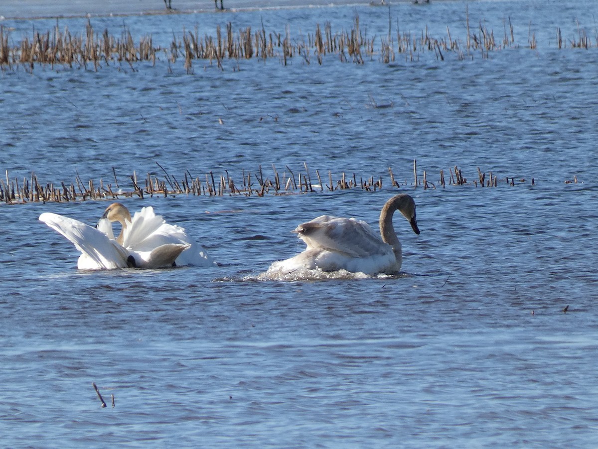 Trumpeter Swan - ML615963820