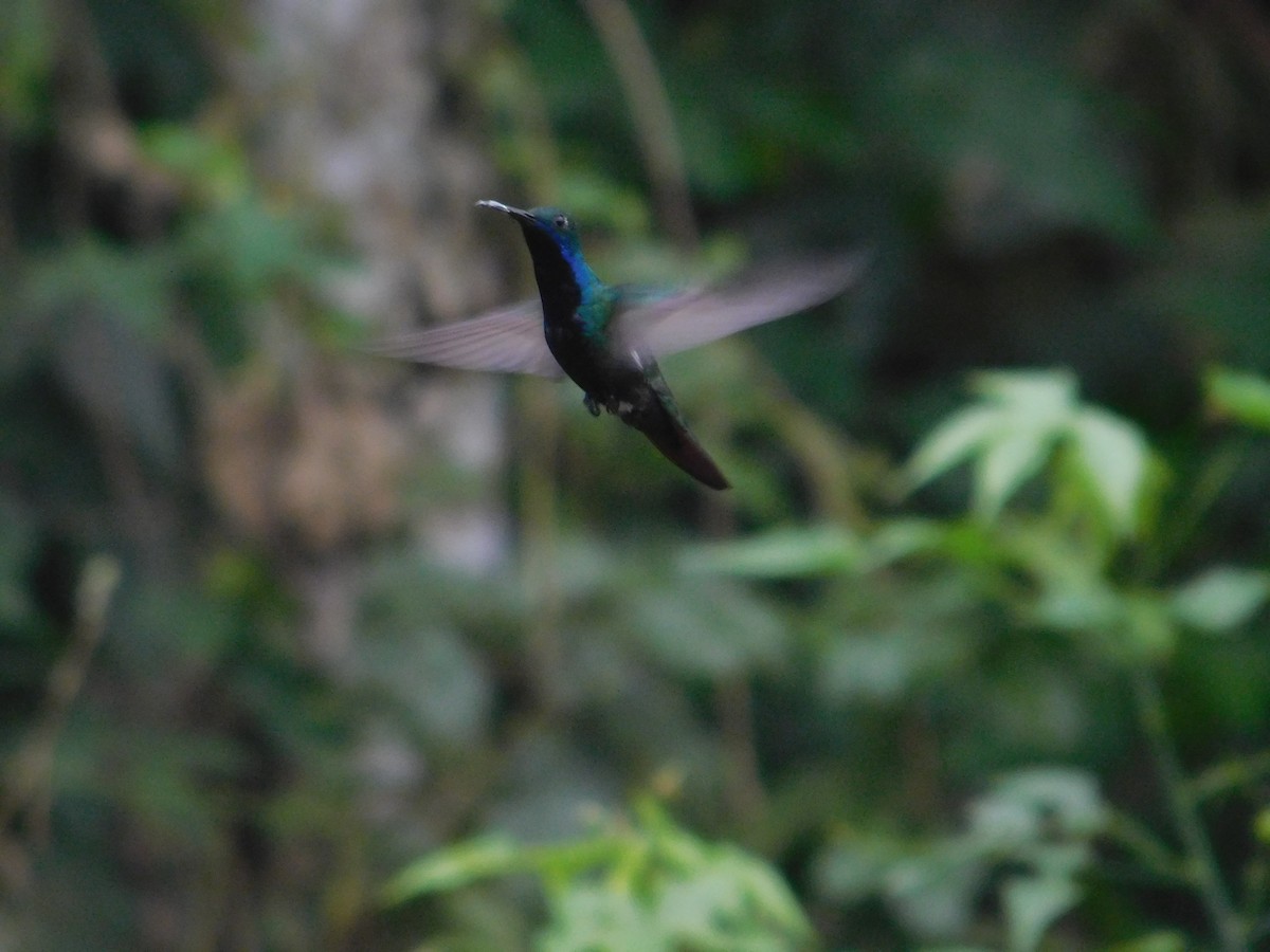 kolibřík tropický - ML615963836