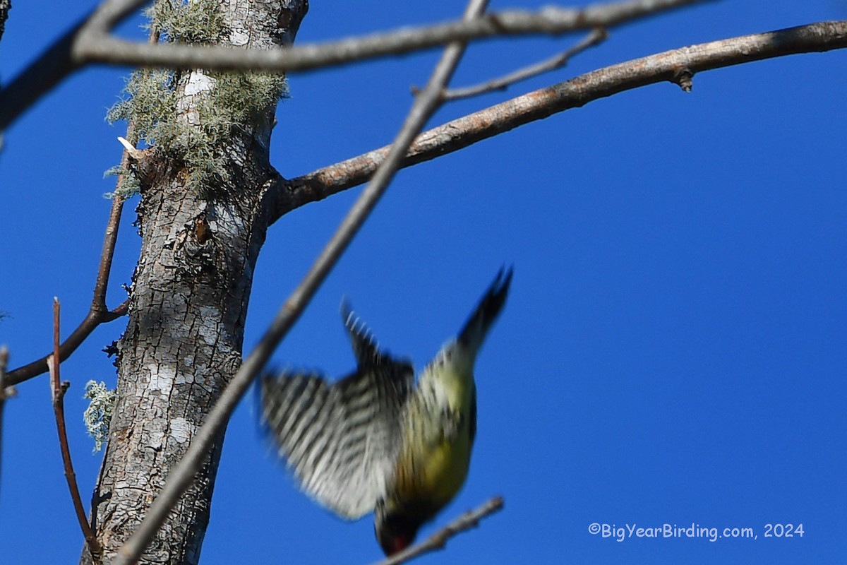 Yellow-bellied Sapsucker - ML615963845