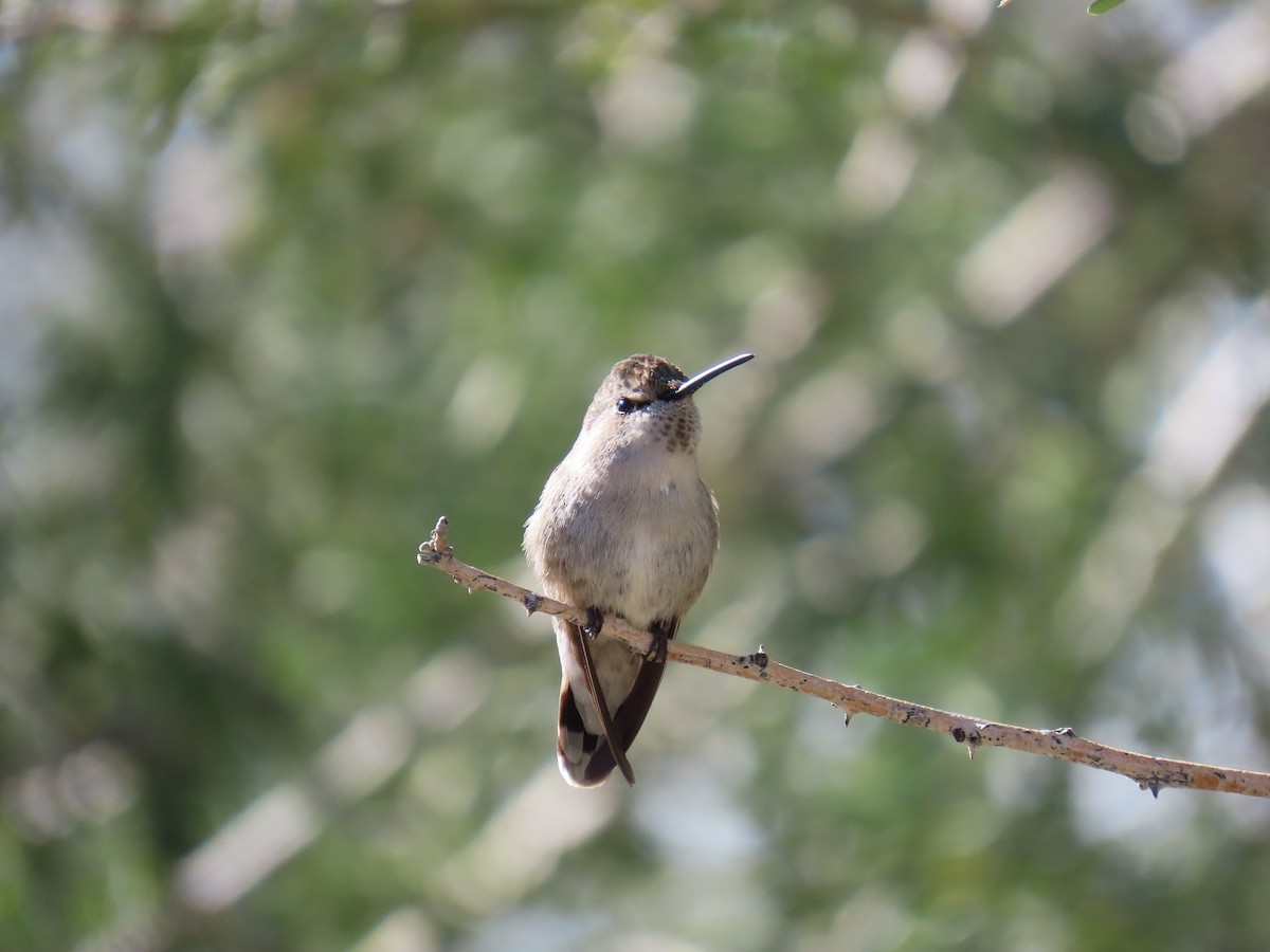 Costa's Hummingbird - ML615963848