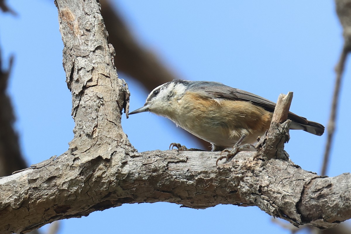 Red-breasted Nuthatch - ML615963876