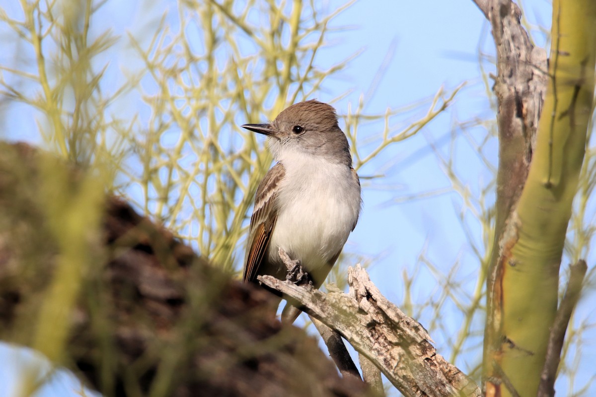 Ash-throated Flycatcher - ML615963903