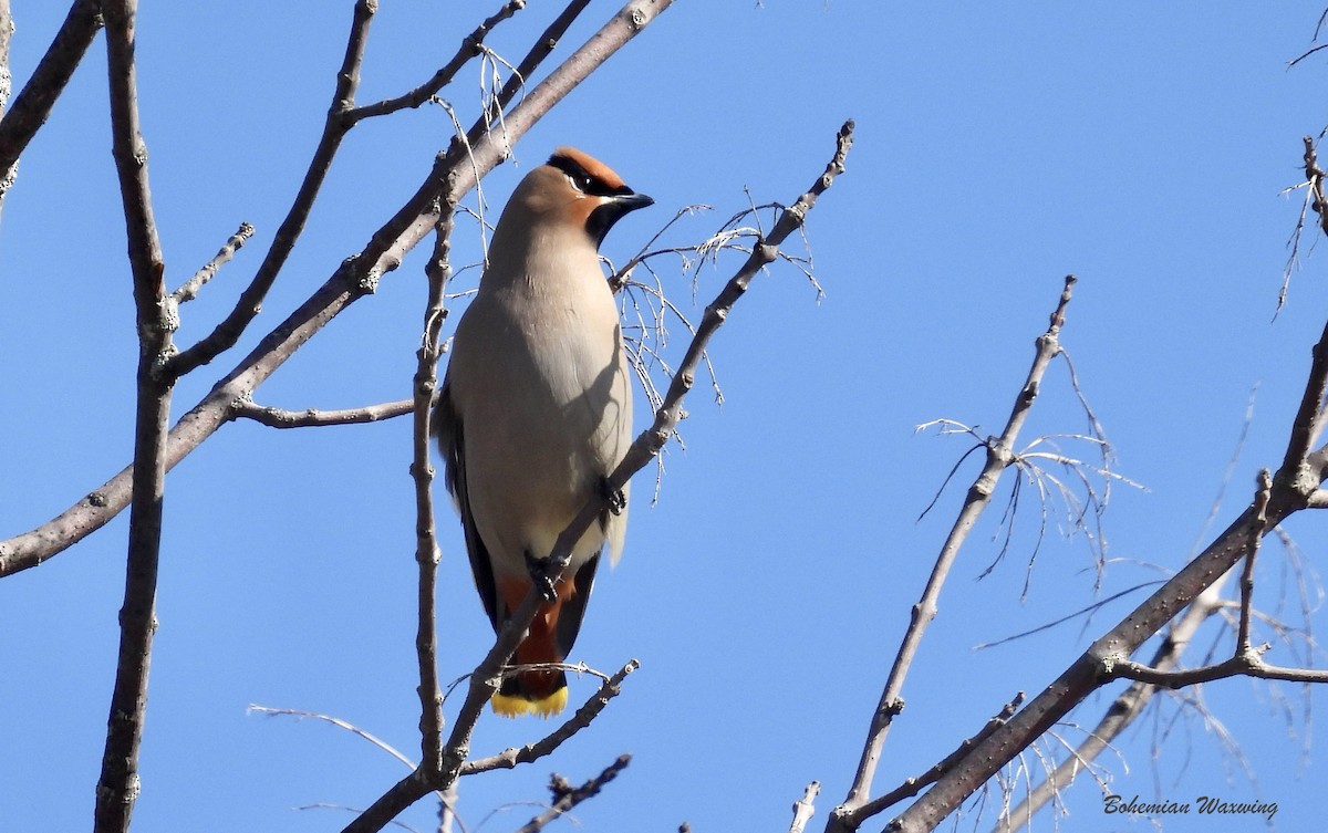 Bohemian/Cedar Waxwing - ML615963925