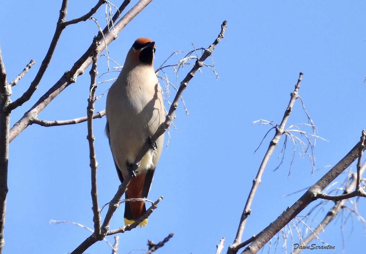 Bohemian/Cedar Waxwing - ML615963929