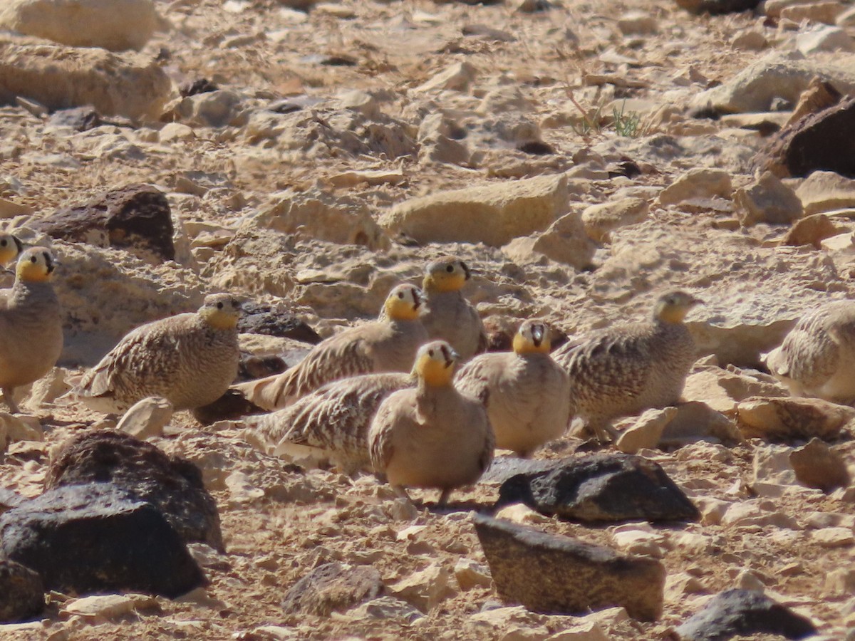 Crowned Sandgrouse - Eldad Maymon