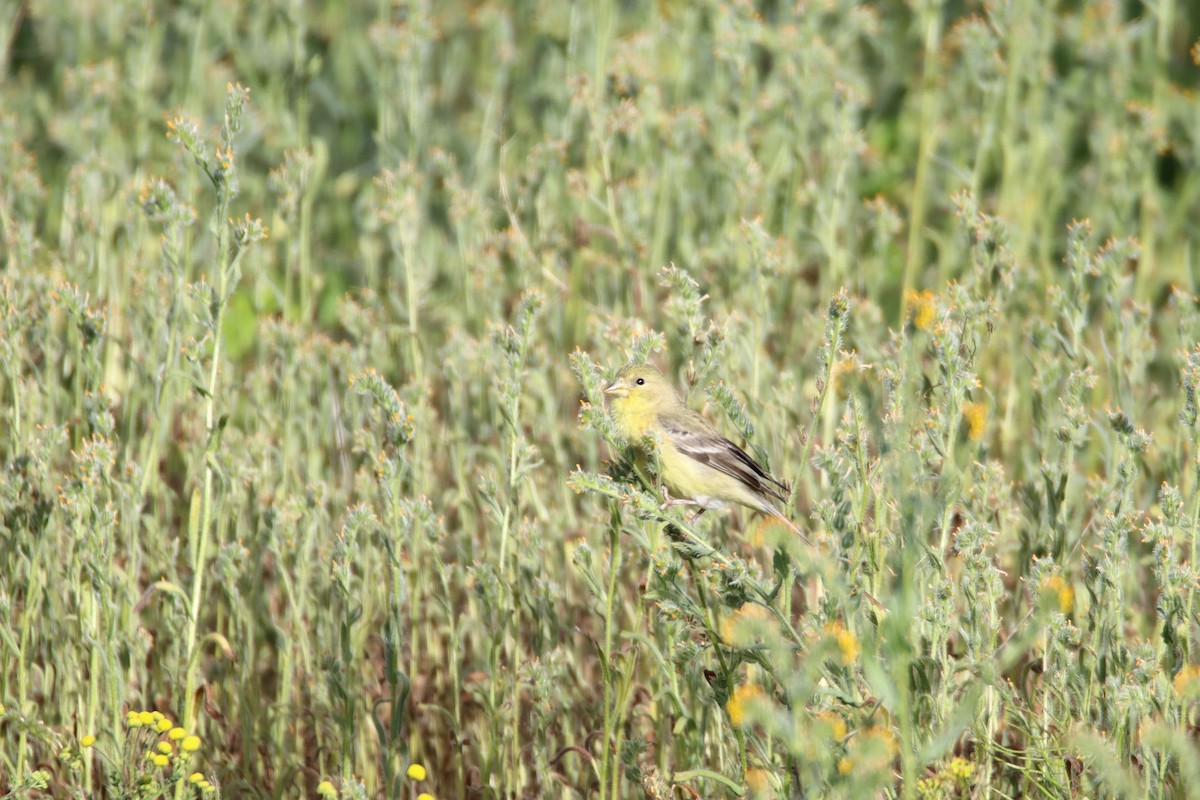 Lesser Goldfinch - ML615964030