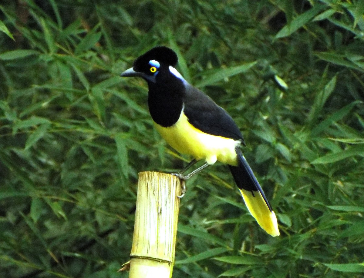 Plush-crested Jay - ML615964056