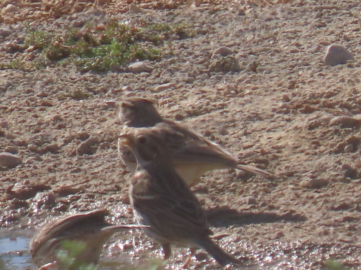 Corn Bunting - ML615964075