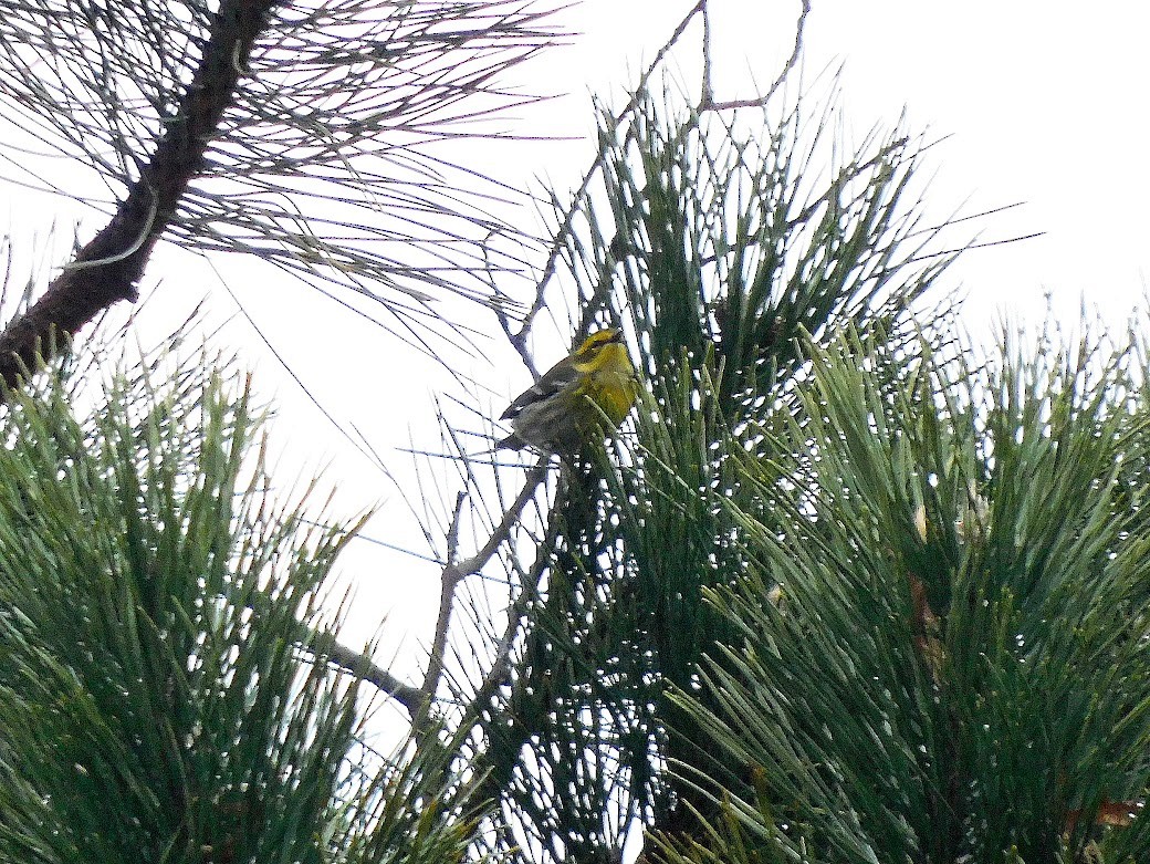 Townsend's Warbler - ML615964089