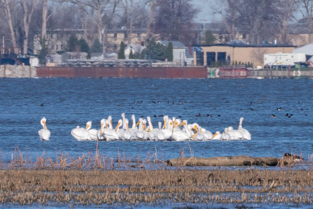 American White Pelican - ML615964125