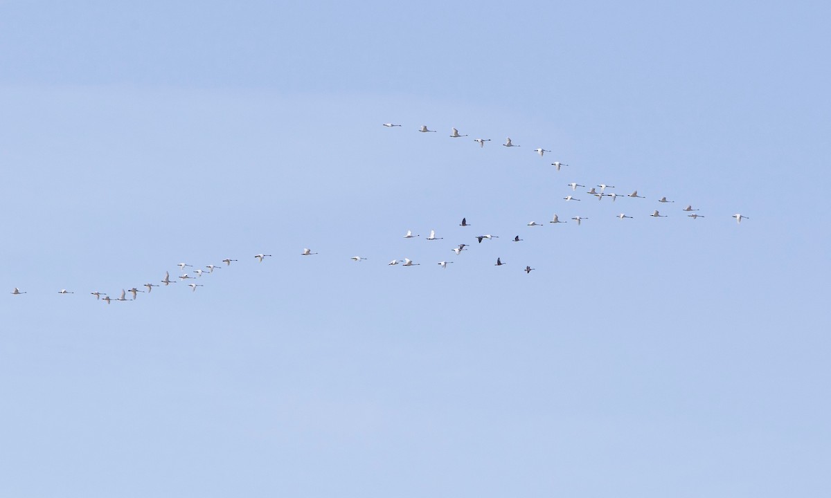 Tundra Swan - ML615964131