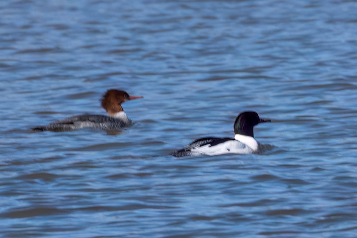 Common Merganser - ML615964138