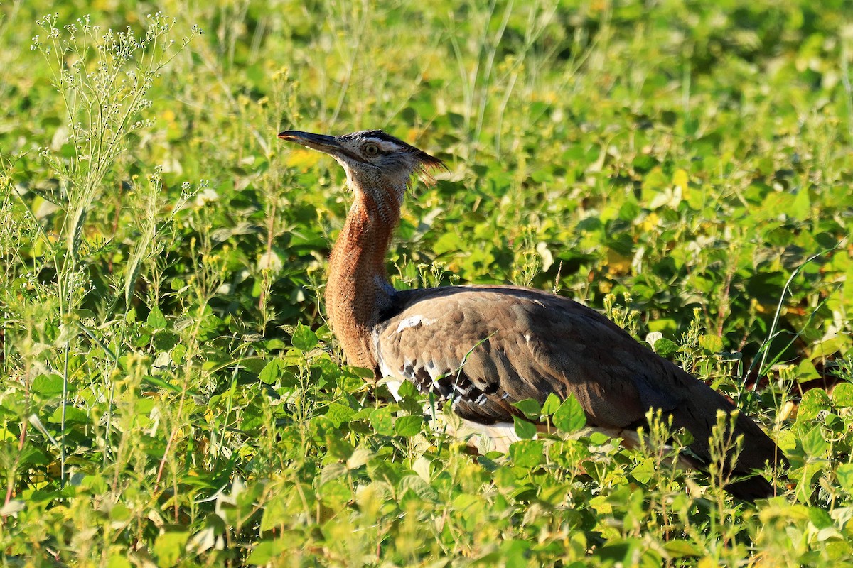 Kori Bustard - Michael Widmer