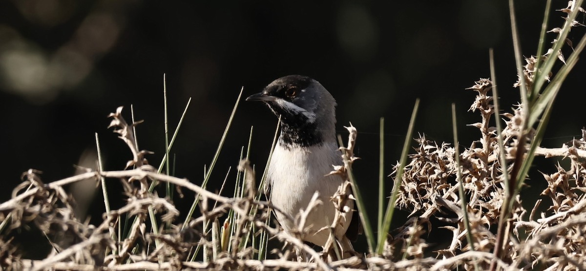 Rüppell's Warbler - ML615964191