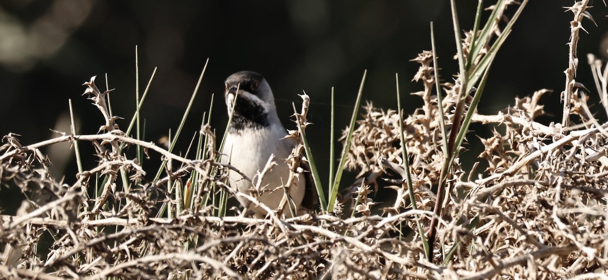 Rüppell's Warbler - ML615964192