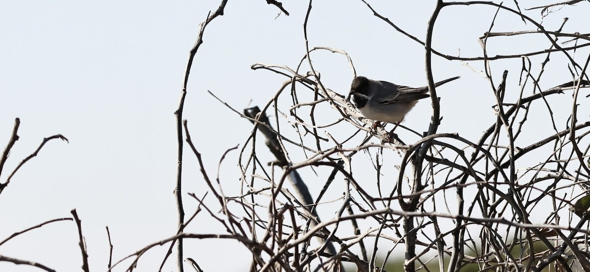 Rüppell's Warbler - ML615964194