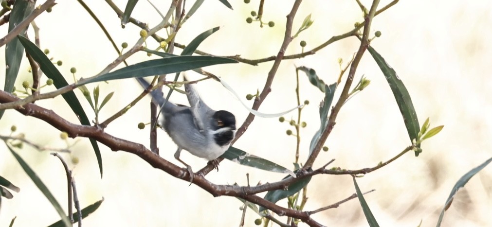 Rüppell's Warbler - ML615964195