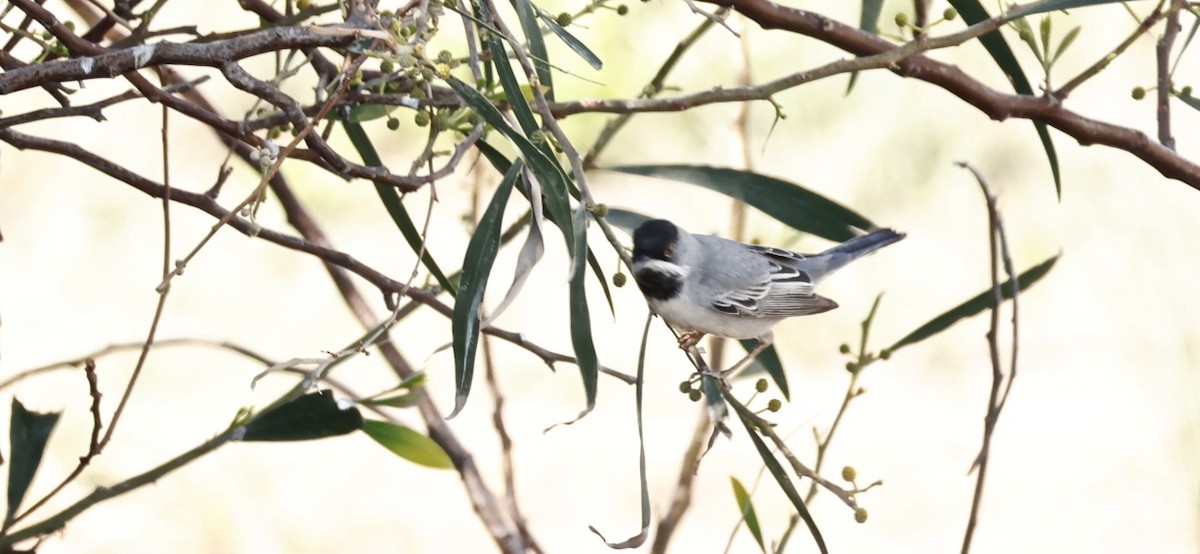 Rüppell's Warbler - ML615964197