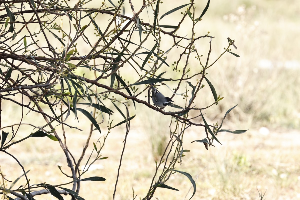 Rüppell's Warbler - ML615964198