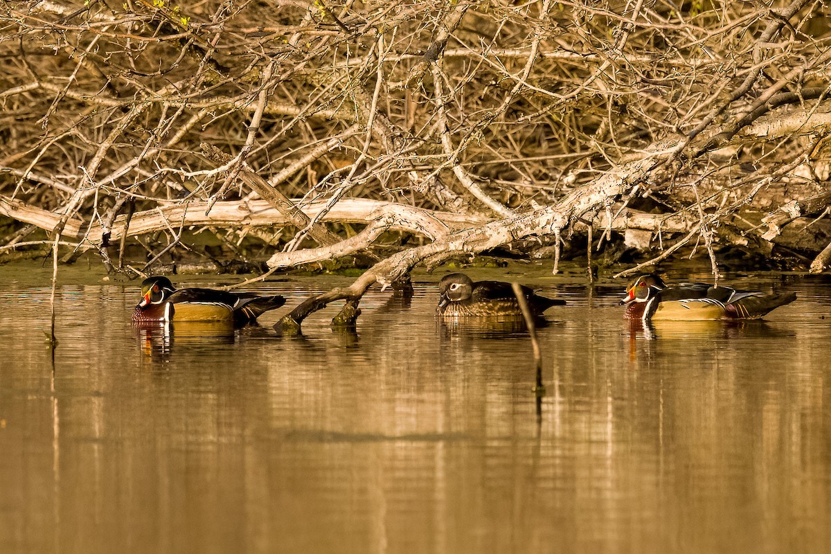 Wood Duck - ML615964204