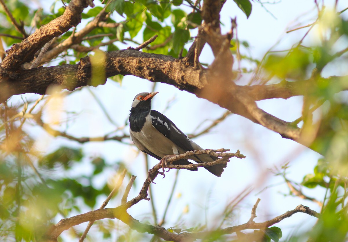 Siamese Pied Starling - ML615964225