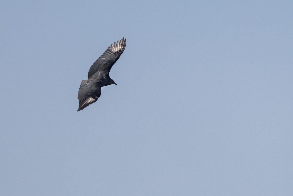Black Vulture - ML615964251