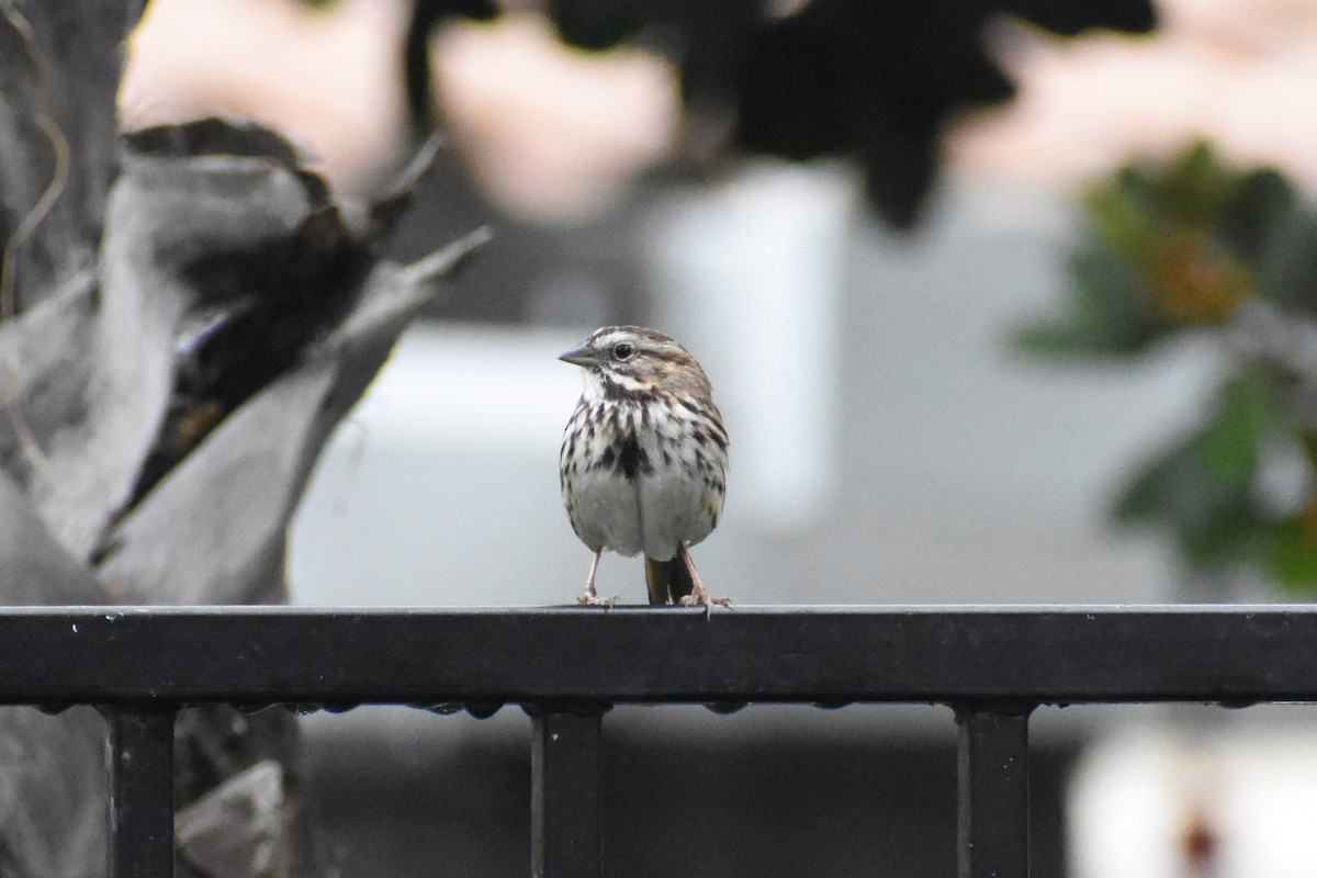 Song Sparrow - ML615964293