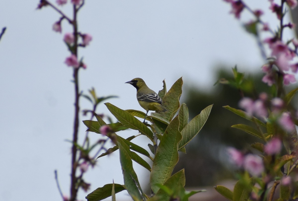 Orchard Oriole - ML615964353