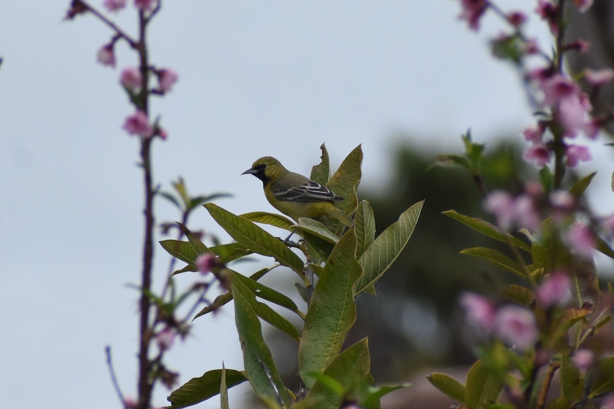 Orchard Oriole - ML615964360