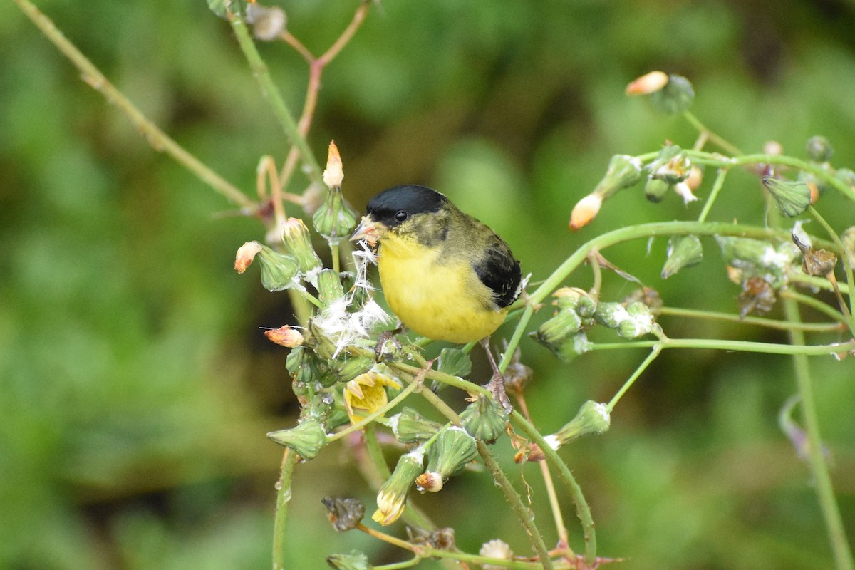 Lesser Goldfinch - ML615964371