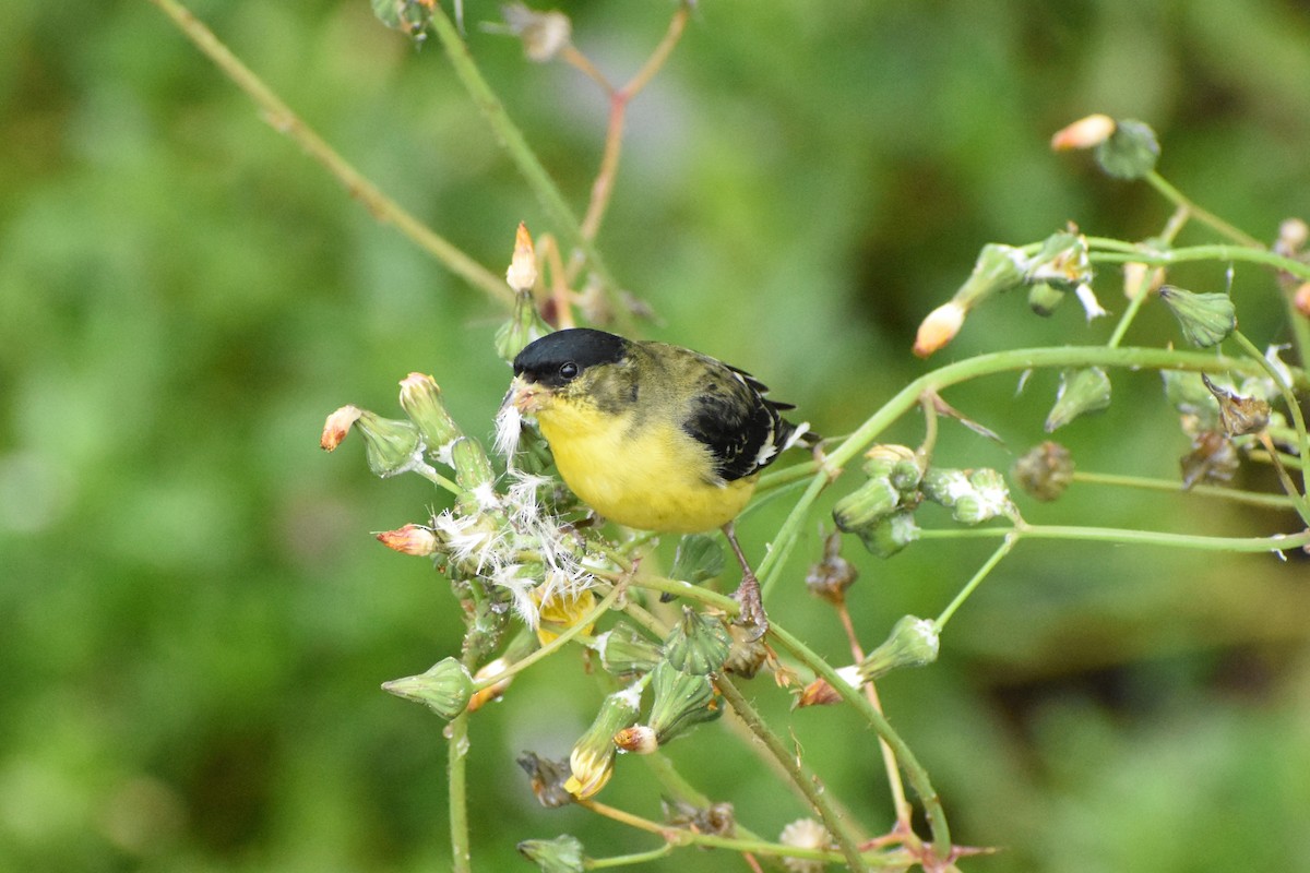 Lesser Goldfinch - ML615964374
