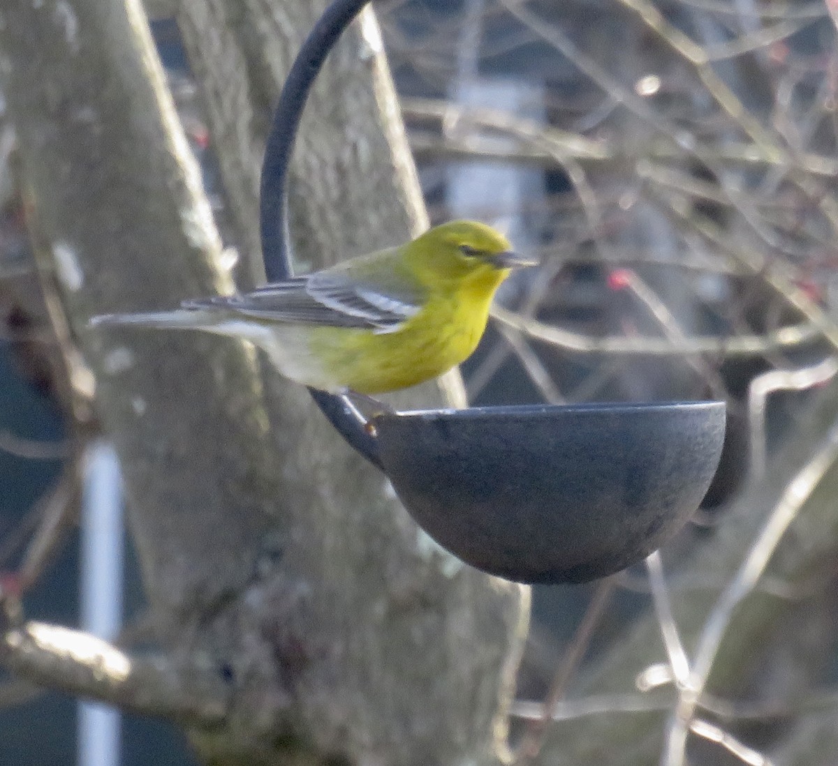 Pine Warbler - ML615964393